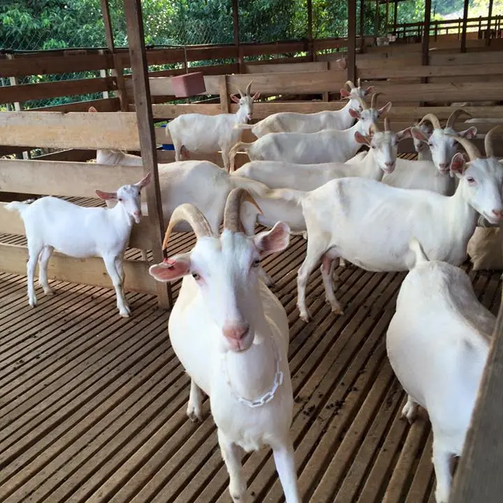 Jom Qurban