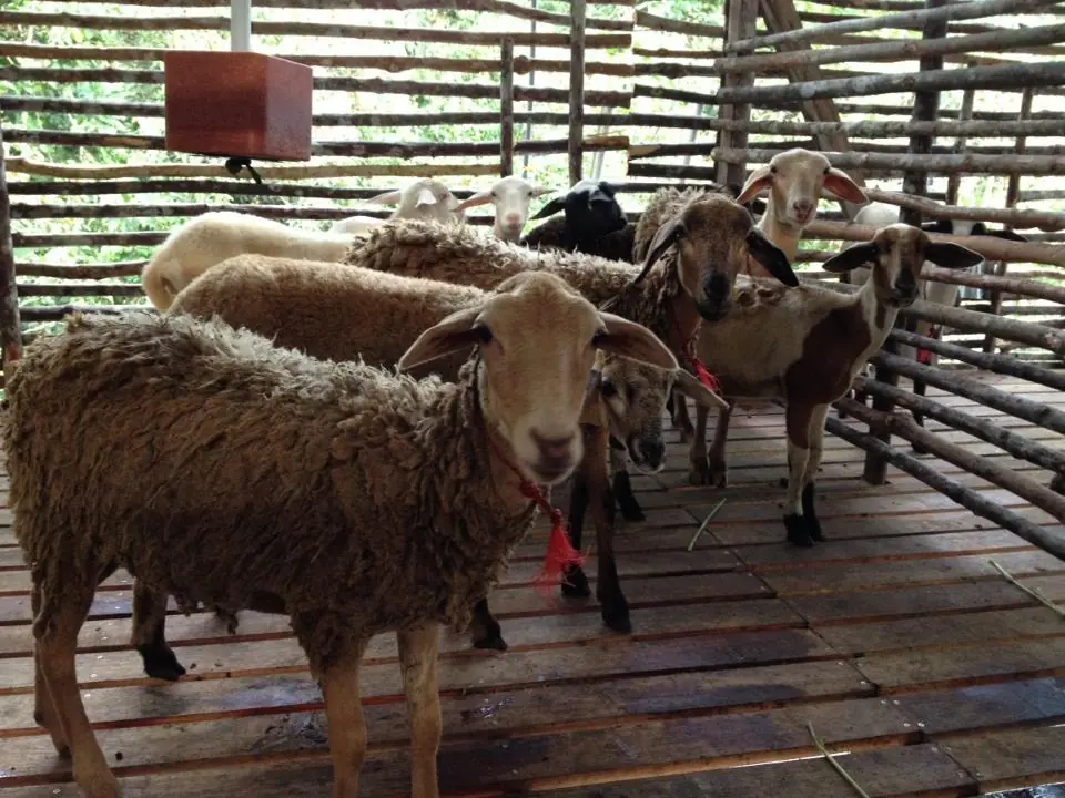 INFO: kelakuan kambing