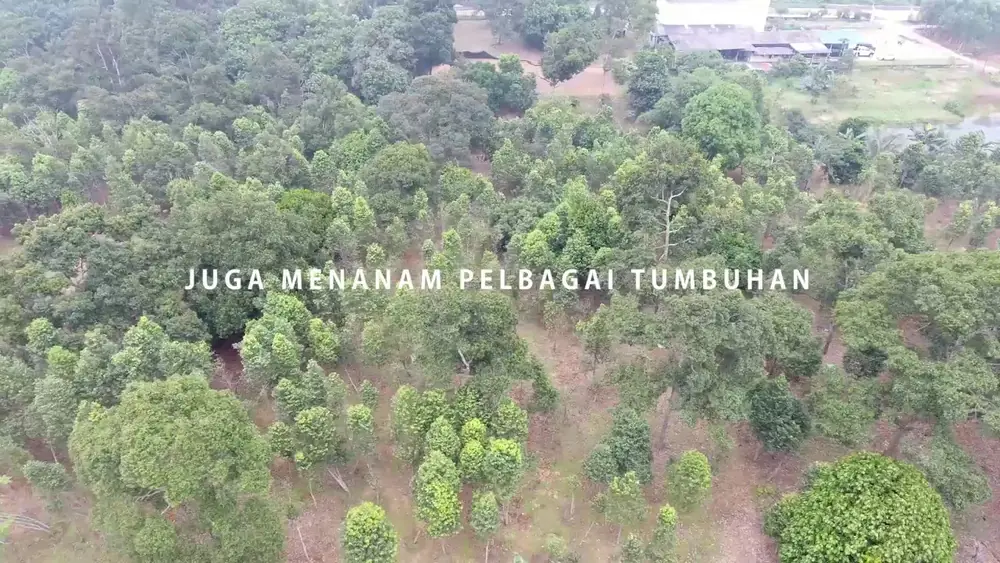 DAPATKAN GAHARU DARI LADANG KAMI