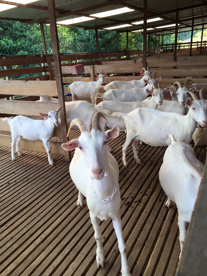 Kandang Kambing ZMFARM