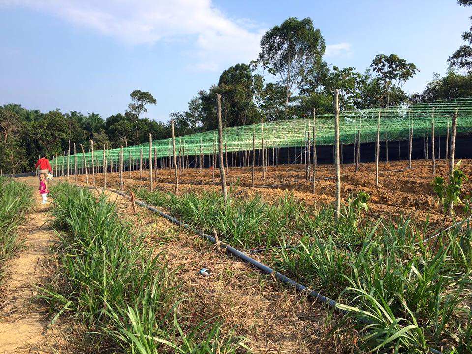 Ladang ZMFARM