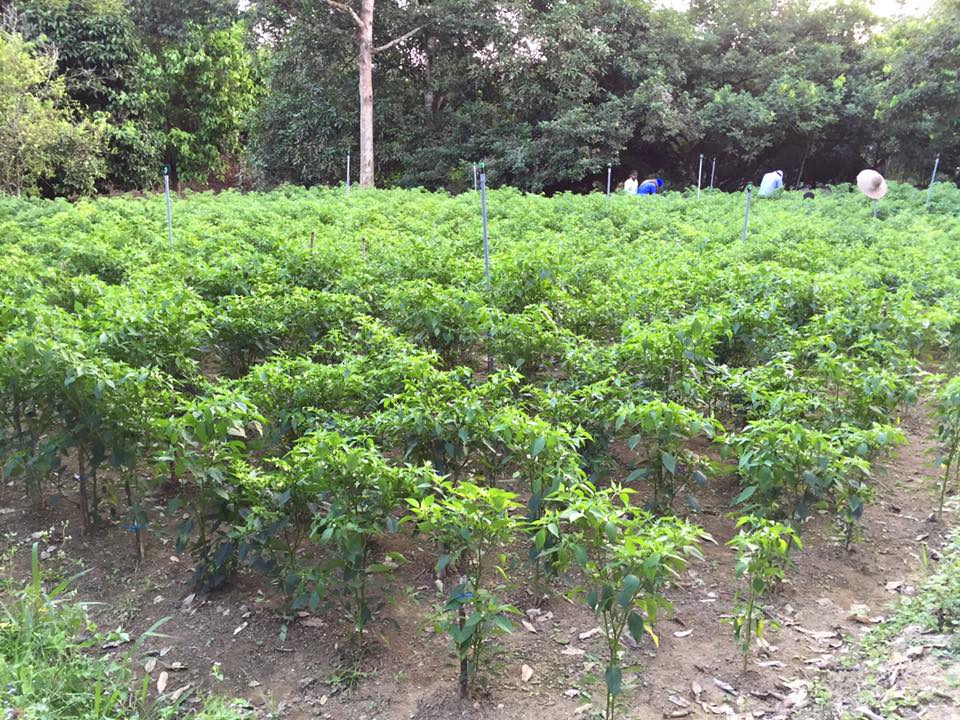Kebun sayur